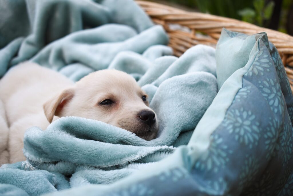 Hund der sover